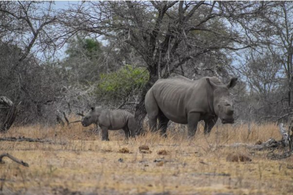 Los 10 mejores parques safaris de África